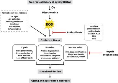 A review of the preclinical and clinical studies on the role of the gut microbiome in aging and neurodegenerative diseases and its modulation